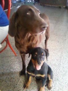 Greta y Uma (bebe de Cuando era) Una perra greta es espectacularmente Cariñosa, juguetona y tranquila, asi tambien Como muy guardiana.
Greta fallecio el 19/09/2010, tenia tumores en el utero, los veterinarios dijeron que no era conveniente operarla, porque era muy grande y seguramente no sobreviviria a la cirugia, asi que la tratamos con antibioticos y hormonas, durante bastante tiempo, pero su corazoncito, no pudo resistir mas, la extrañamos un monton. Greta y Uma (bebe de Cuando era) Una perra greta es espectacularmente Cariñosa, juguetona y tranquila, asi tambien Como muy guardiana.
Greta fallecio el 19/09/2010, tenia tumores en el utero, los veterinarios dijeron que no era conveniente operarla, porque era muy grande y seguramente no sobreviviria a la cirugia, asi que la tratamos con antibioticos y hormonas, durante bastante tiempo, pero su corazoncito, no pudo resistir mas, la extrañamos un monton.